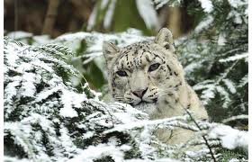 images (8)