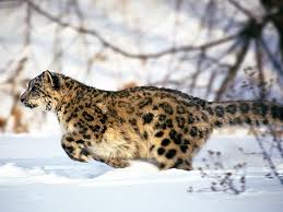 images (5)