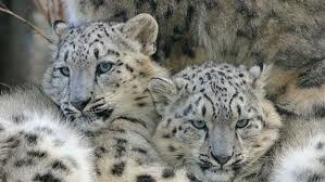 images (7)